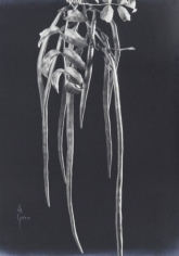 Anatole Saderman Pondranea Ricasoliana, Fruit, ca. 1934