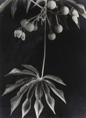 Anatole Saderman Manihot Grahamii Hardy Tapioca, Fruits and Leaves, 1934