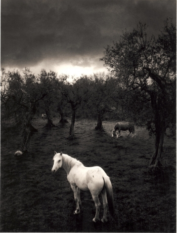 Cilento, Italy (white horse),&nbsp;2000, Toned gelatin silver print