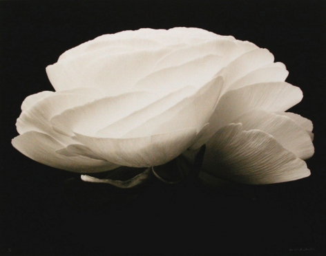 Denis Brihat, Gardenia, 1994