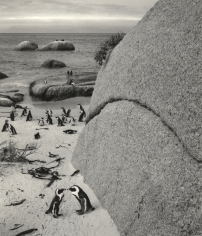 Bolders Beach, South Africa&nbsp;(African penguins), 2002