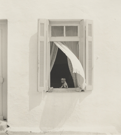 dog in window, greece