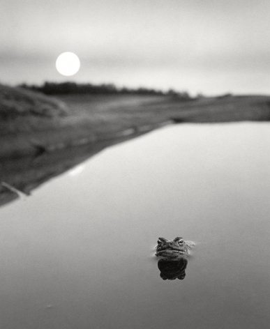 Pentti Sammallahti Ristisaari, FInland (frog in water), 1974
