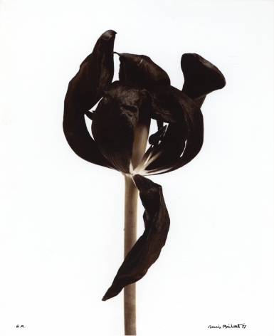 Tulipe Noire (Black tulip), 1977, Gelatin silver print with toning, oxidation, and sulfurization