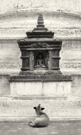 Kathmandu, Nepal (Dog and shrine),&nbsp;1994, Gelatin silver print