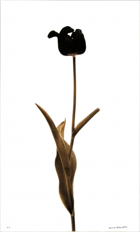 Denis Brihat, Tulipe noire,&nbsp;1980