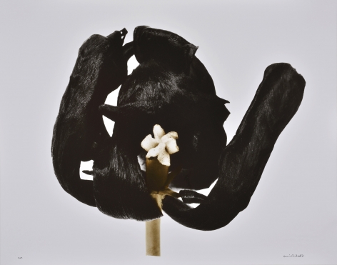 Denis Brihat (b. 1928, Paris), Tulipe noire,&nbsp;1977