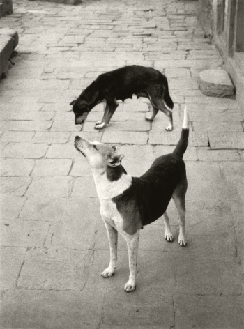 Swayambhunath, Nepal (two dogs), 1994, Gelatin silver print