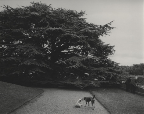 Co. Limerick, Ireland (two dogs), 1978