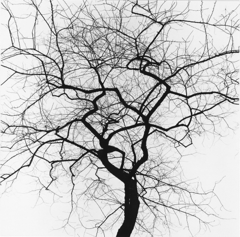 Tree #14, New York, 1965