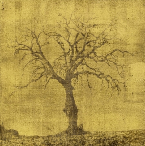 Lucretia Moroni (b. 1960, Milan), Oak Tree, 2020