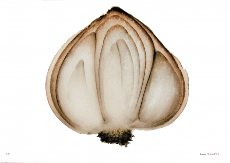 Oignon (Onion), 2002&nbsp;, Edition 3/10