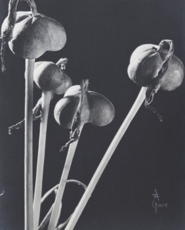 Anatole Saderman Flia Amarilidaceas, Fruits, 1934
